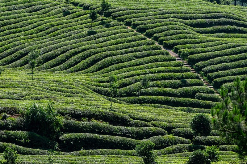 Tea Houses